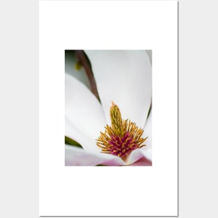 White Magnolia Macro Posters and Art